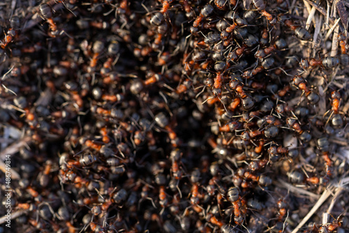 Red wood ants build a nest (Latin: Formica rufa). Red ant colony in the forest. Macro photo.