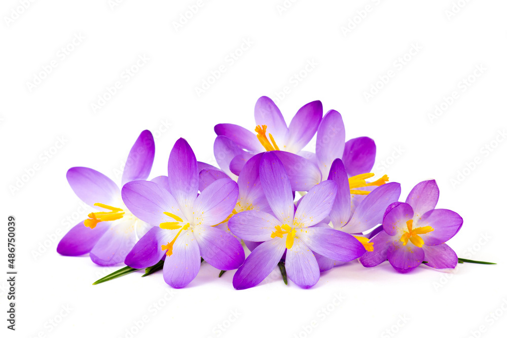 crocus - one of the first spring flowers on white crocus - one of the first spring flowers on white