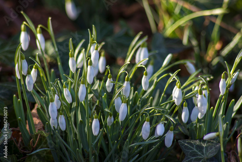 snowdrop - one of the first spring flowers in the garden