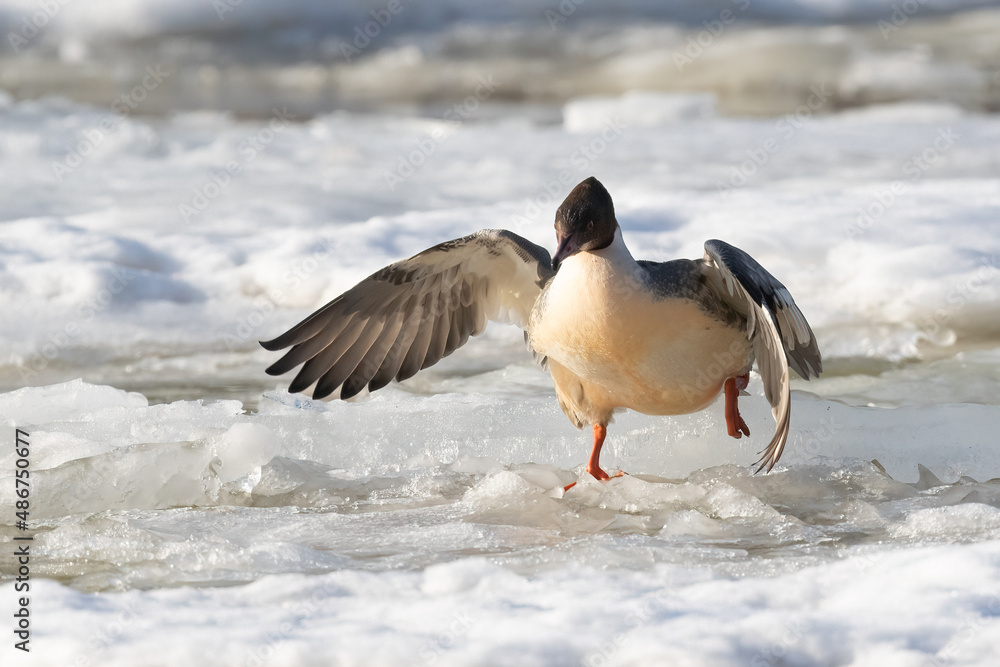 Fototapeta premium Common Merganser