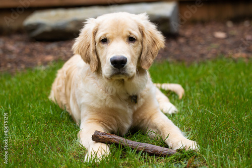 Cute golden retriever puppy dog playing in the back yard on green grass