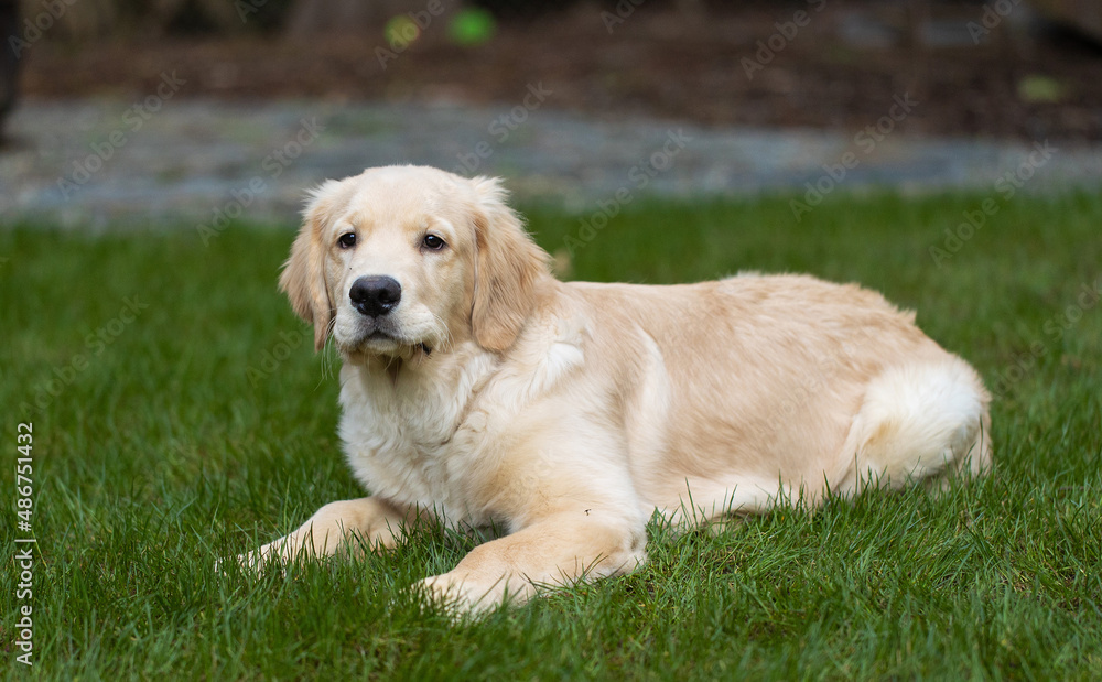 Cute golden retriever puppy dog playing in the back yard on green grass