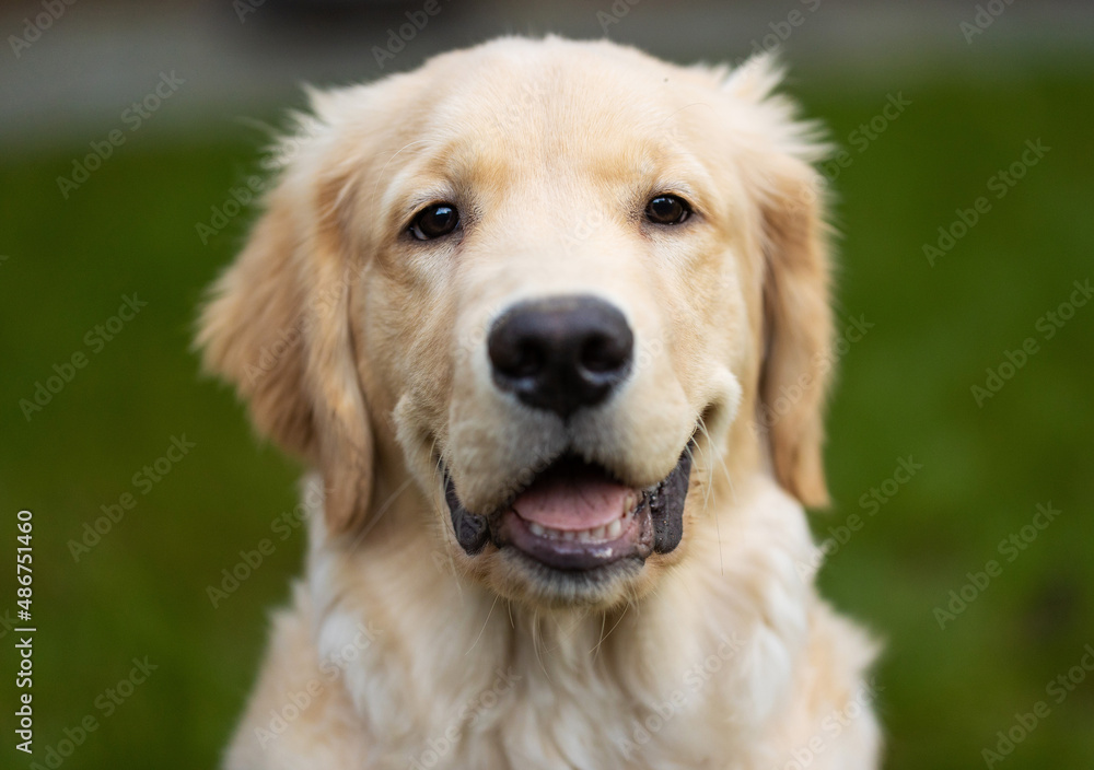 Cute golden retriever puppy dog with happy smile on his face in the back yard on green grass Cute golden retriever puppy dog with happy smile on his face in the back yard on green grass