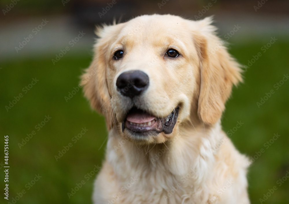 Cute golden retriever puppy dog with happy smile on his face in the back yard on green grass