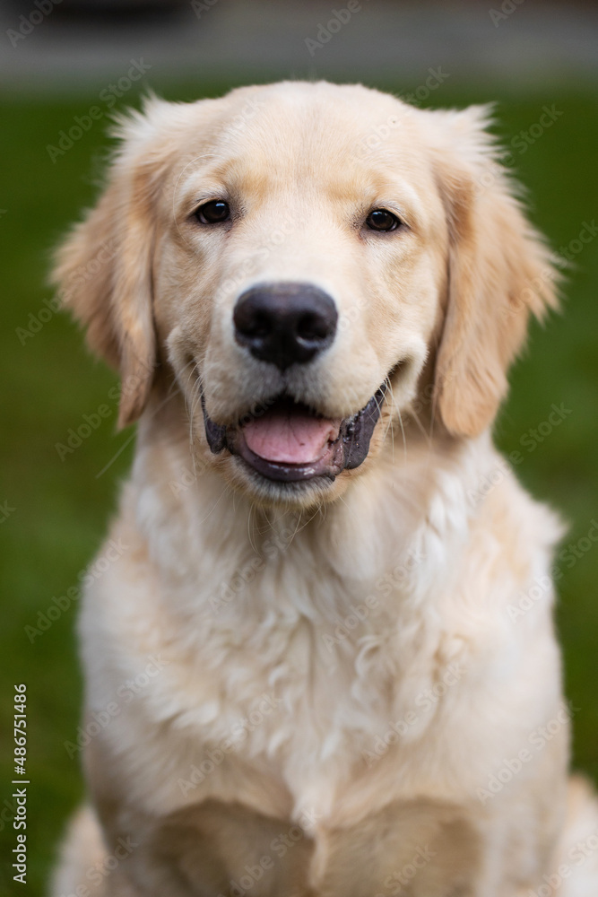 Cute golden retriever puppy dog with happy smile on his face in the back yard on green grass