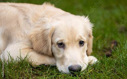 Cute golden retriever puppy dog laying down with sad expression in the back yard on green grass