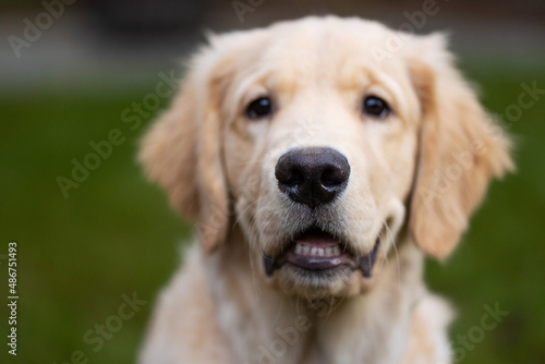 Cute golden retriever puppy dog with happy smile on his face in the back yard on green grass © Mat Hayward