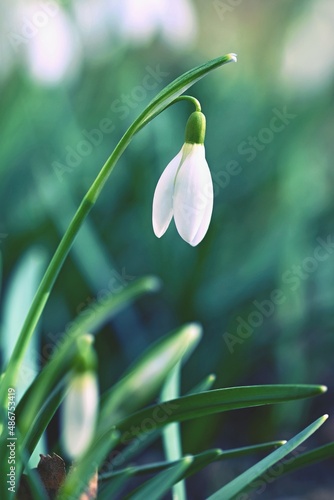 Spring background with flowers. The first spring flowers - snowdrops in the grass. (Amaryllidaceae - Galanthus nivalis)