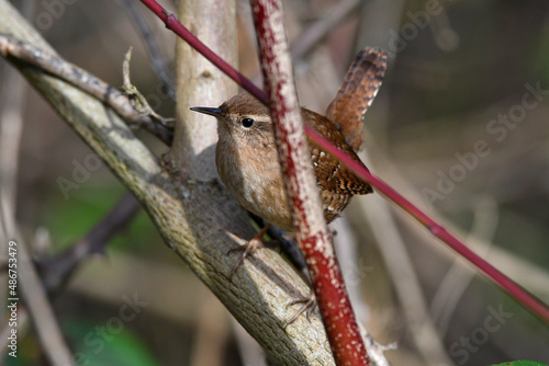 Zaunkönig // Eurasian wren (Troglodytes troglodytes) photo