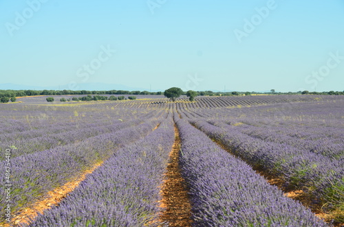 Lavender field with trees in the background in Brihuega in the province of Guadalajara, Espanha.