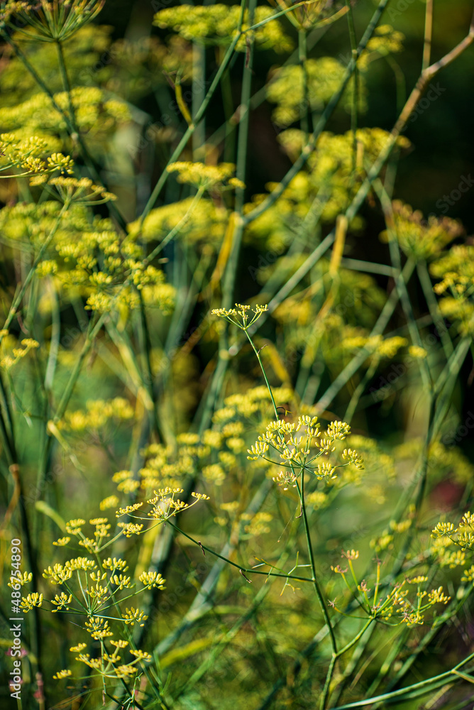 fennel in the organic garden fennel in the organic garden