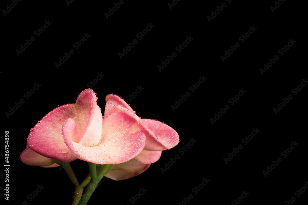 Euphorbia milii flower or crown of christ on black background Euphorbia milii flower or crown of christ on black background