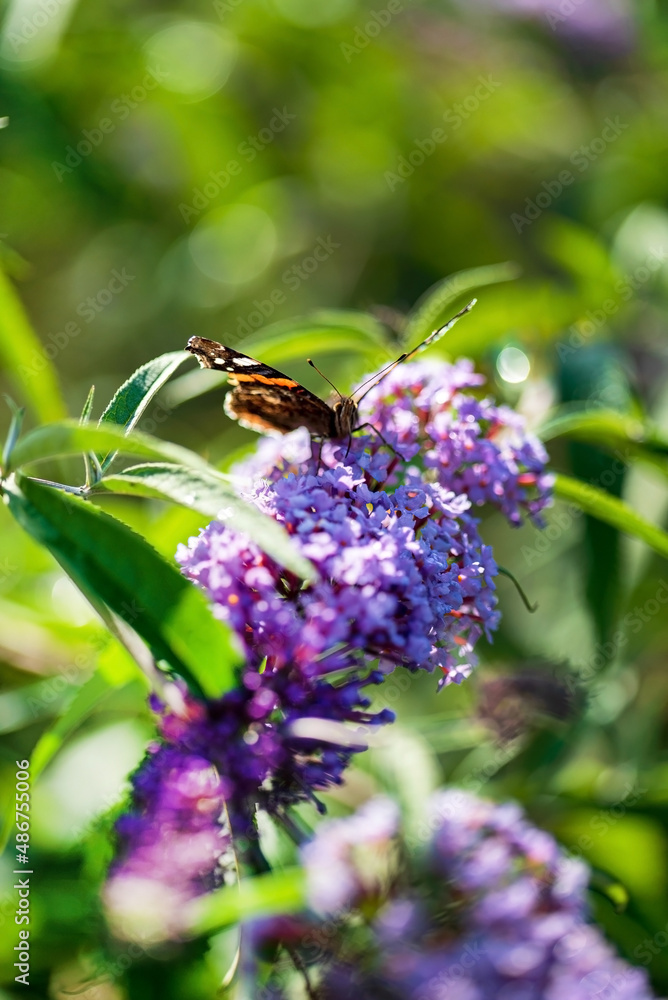 Buddleja davidii with butterfly in garden Buddleja davidii with butterfly in garden