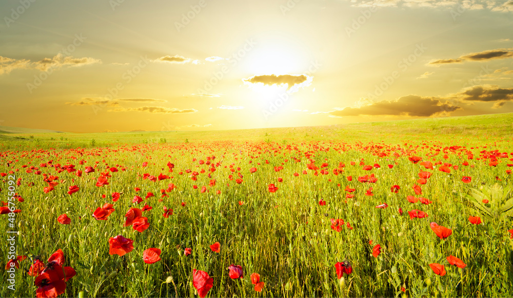 poppies against the sunset sky