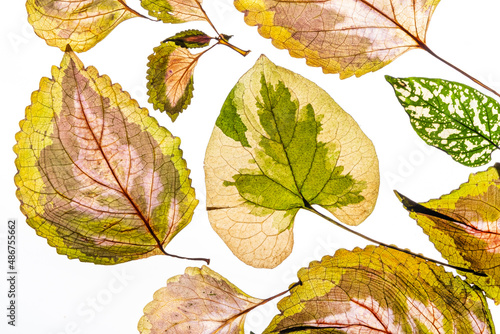 variegated foliages on the white background photo