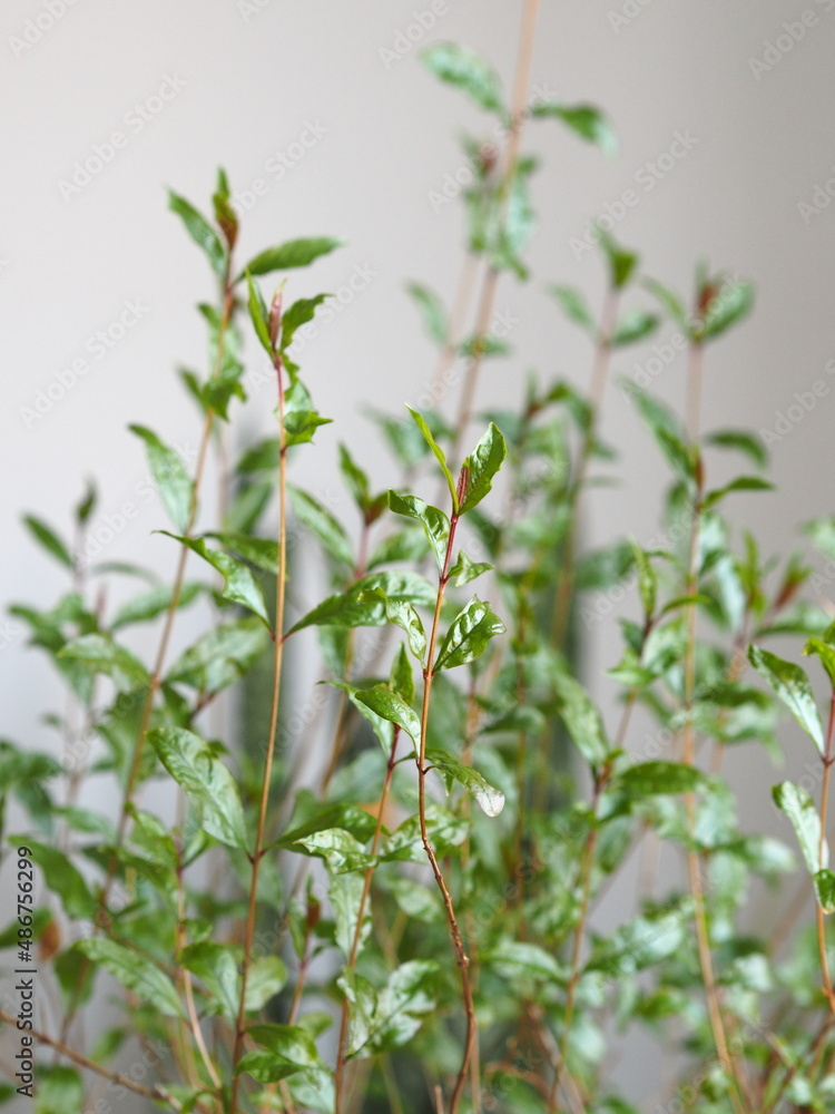 Green background of fresh green herb lemon balm or mint. Healthy food and lifestyle. Green background of fresh green herb lemon balm or mint. Healthy food and lifestyle.