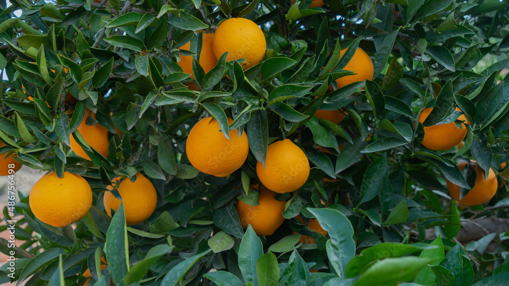 Campo de naranjas en Valencia Campo de naranjas en Valencia