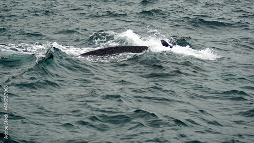 Humpback whale in Machalilla National Park, off the coast of Puerto Lopez, Ecuador © Angela