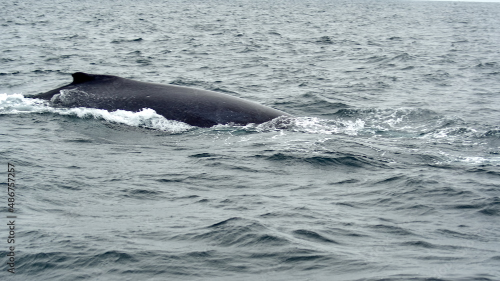 Humpback whale in Machalilla National Park, off the coast of Puerto Lopez, Ecuador Humpback whale in Machalilla National Park, off the coast of Puerto Lopez, Ecuador