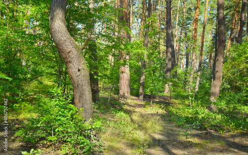 Summer scene. Mixed forest in a sunny summer day. Nature background.