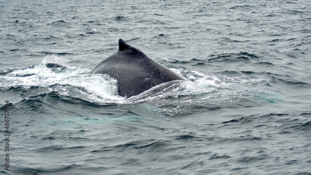 Naklejka premium Humpback whale in Machalilla National Park, off the coast of Puerto Lopez, Ecuador