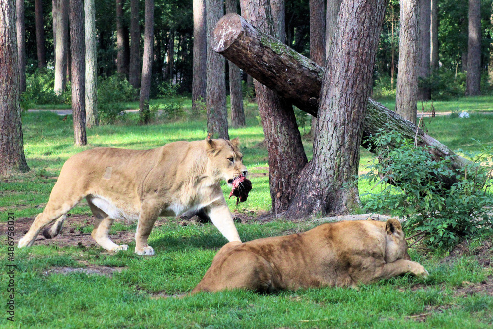 Obraz premium lion and lioness