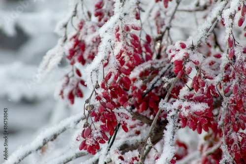 barberry berries in the snow in winter