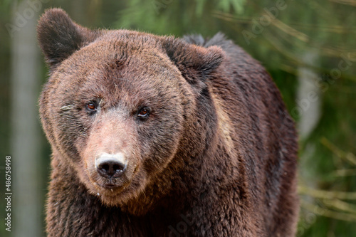 Close-up portrait of a bear, brown bear head, big bear eyes.