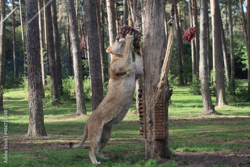 person in a zoo