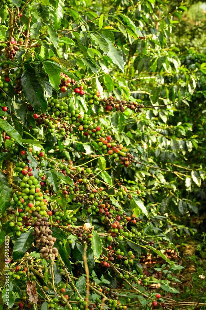 Raw beans coffe on tree in plantation Raw beans coffe on tree in plantation
