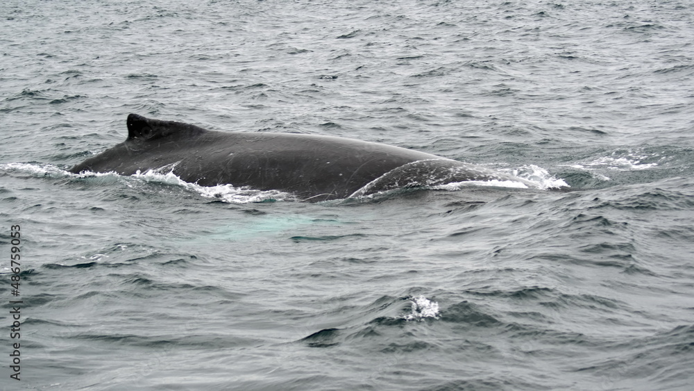 Fototapeta premium Humpback whale in Machalilla National Park, off the coast of Puerto Lopez, Ecuador