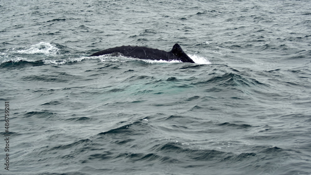 Obraz premium Humpback whale in Machalilla National Park, off the coast of Puerto Lopez, Ecuador