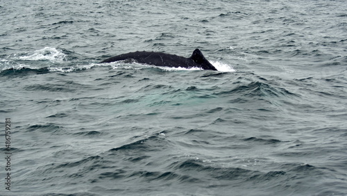 Humpback whale in Machalilla National Park  off the coast of Puerto Lopez  Ecuador