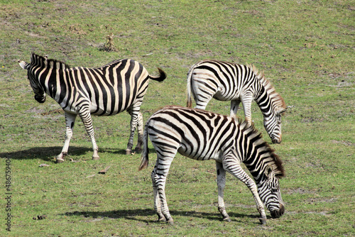 zebra in the grass