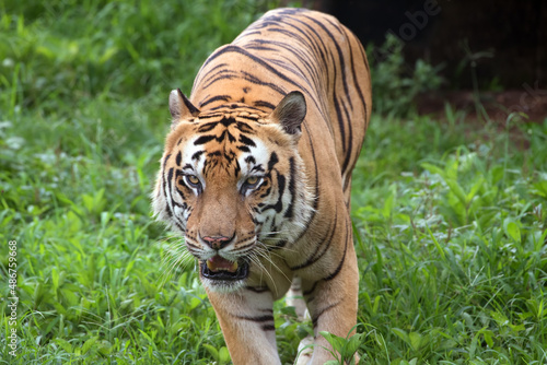 Big male Bengal tiger walking in the grass