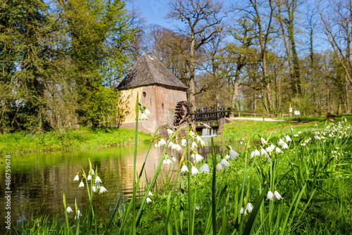 White snowdrops in park during spring in front of ancient watermill photo