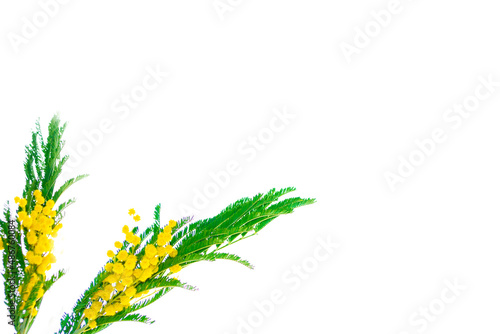 Bush of yellow spring flowers mimosa isolated on white background.