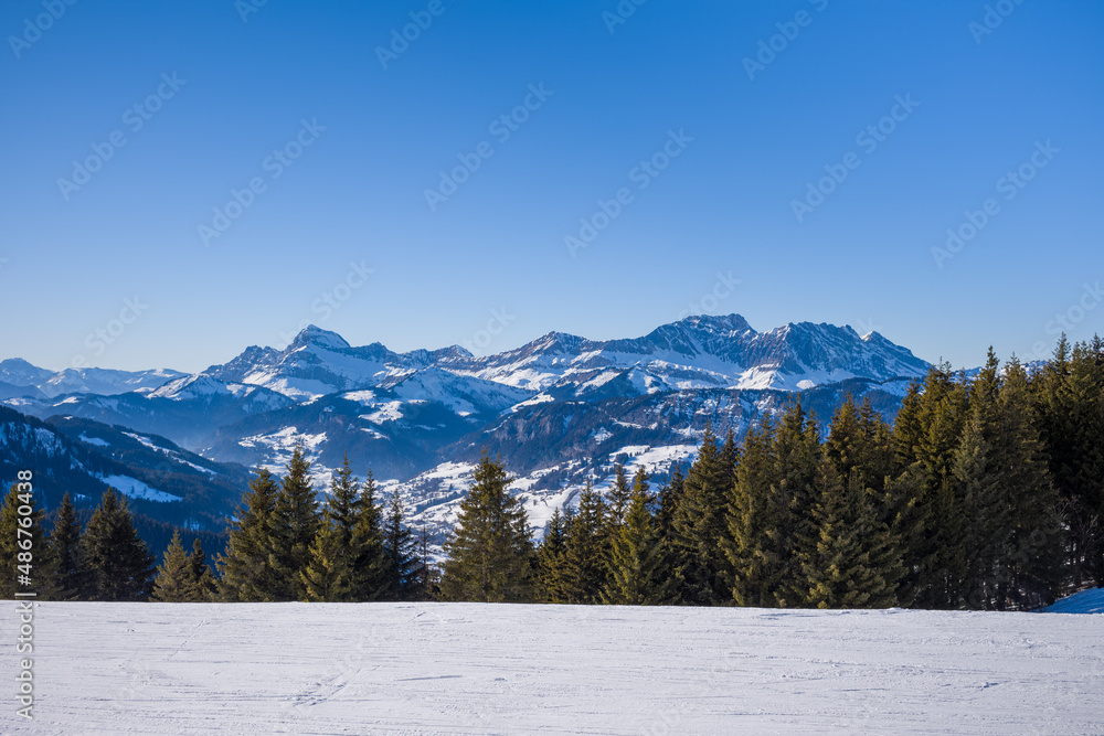 Fir trees in front of Mont Blanc massif in Europe, France, Rhone Alpes, Savoie, Alps, in winter, on a sunny day.