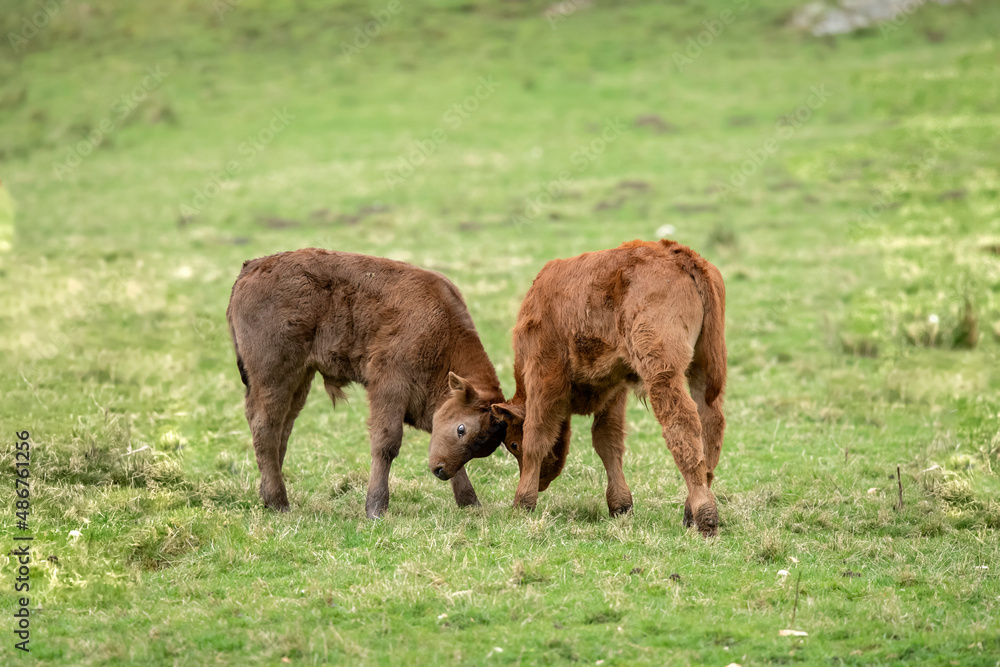 Brown calves, butting heads, close up, in a field in Scotland, uk in the Summertime Brown calves, butting heads, close up, in a field in Scotland, uk in the Summertime