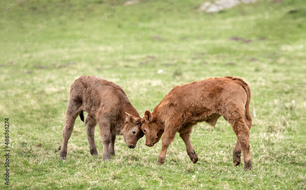 Brown calves, butting heads, close up, in a field in Scotland, uk in the Summertime Brown calves, butting heads, close up, in a field in Scotland, uk in the Summertime