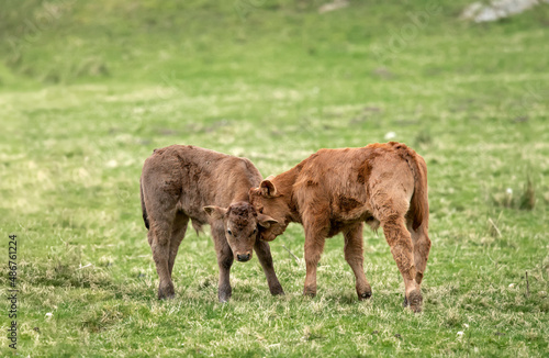 Brown calves, butting heads, close up, in a field in Scotland, uk in the Summertime