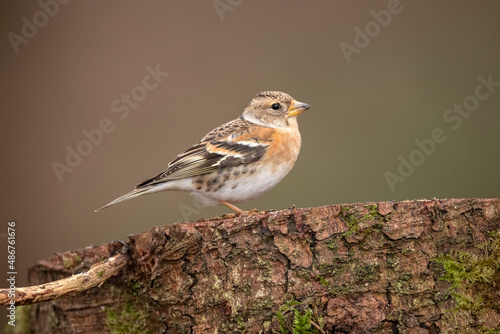 Brambling, female, perched on a branch in the forest, looking for food in the winter close up in Scotland, uk