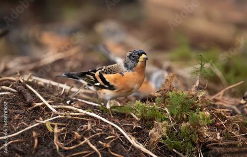 Brambling, male, perched on the forest floor, looking for food in the winter close up in Scotland, uk