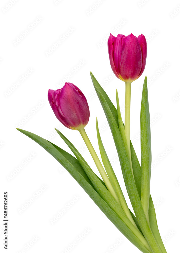 Lilac tulip flower on whitebackground. Lilac tulip flower on whitebackground.