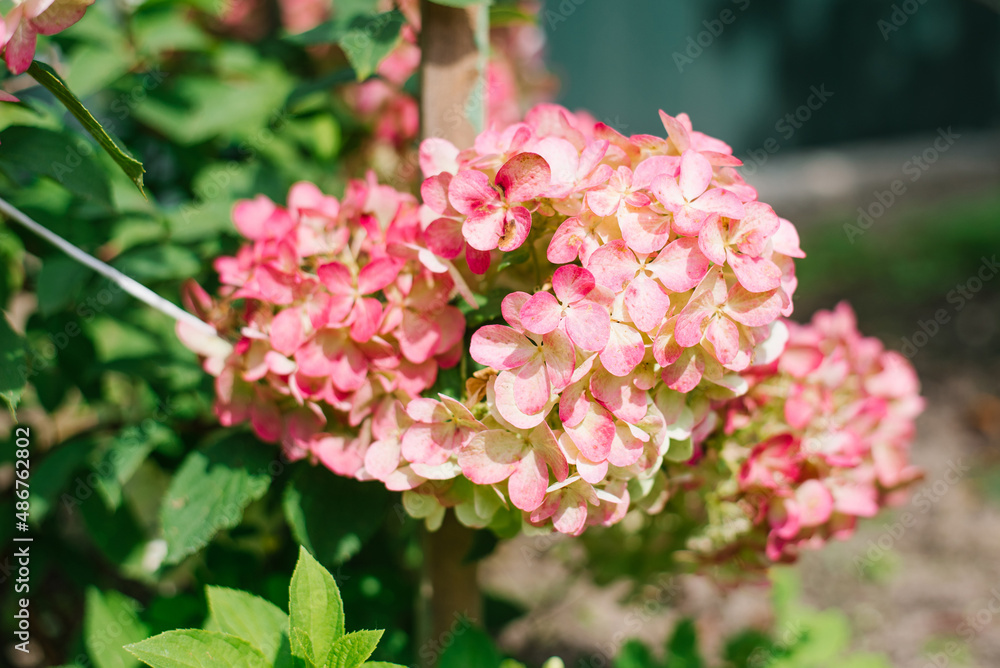 Red paniculate hydrangea in the garden Red paniculate hydrangea in the garden