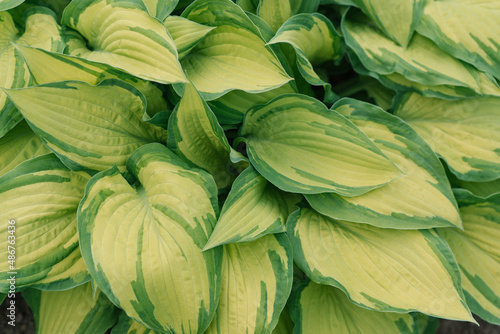 Bright green hosta leaves. Natural background