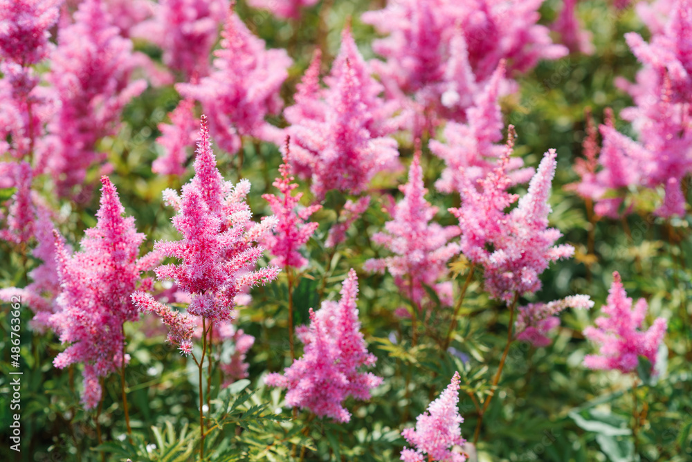 pink flowers of astilbe among green leaves. Selective Focus pink flowers of astilbe among green leaves. Selective Focus