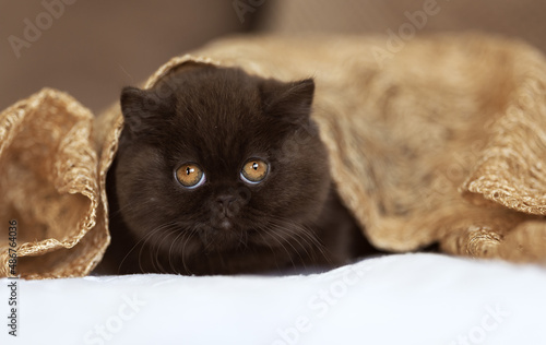 Edel und niedlich - Britisch Kurzhaar Kitten Katzen 