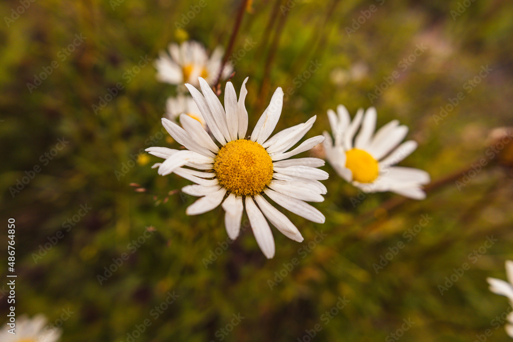 Daisy Daisy