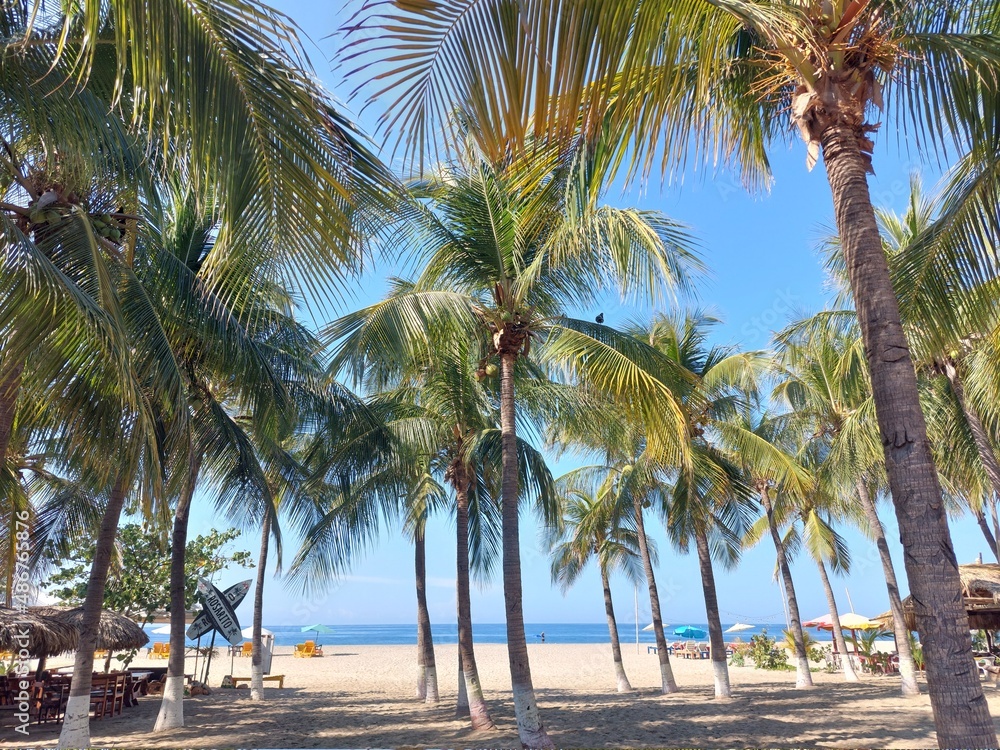 Obraz premium Palm trees by the beach in Playa Zicatela, Puerto Escondido, Mexico
